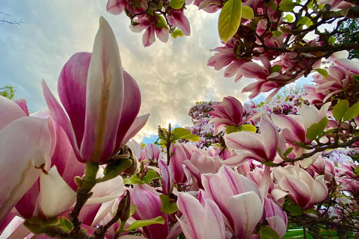 Closeup photo of a beautiful vibrant flowering pink and white Magnolia shrub with green leaves on a sunny day, Can You Overwater Magnolias?