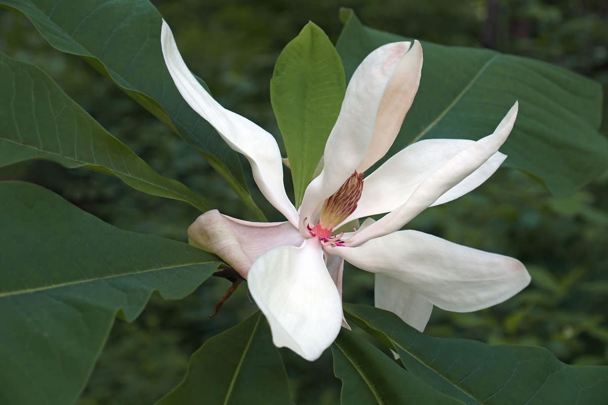 Flower of Bigleaf magnolia (Magnolia macrophylla) 