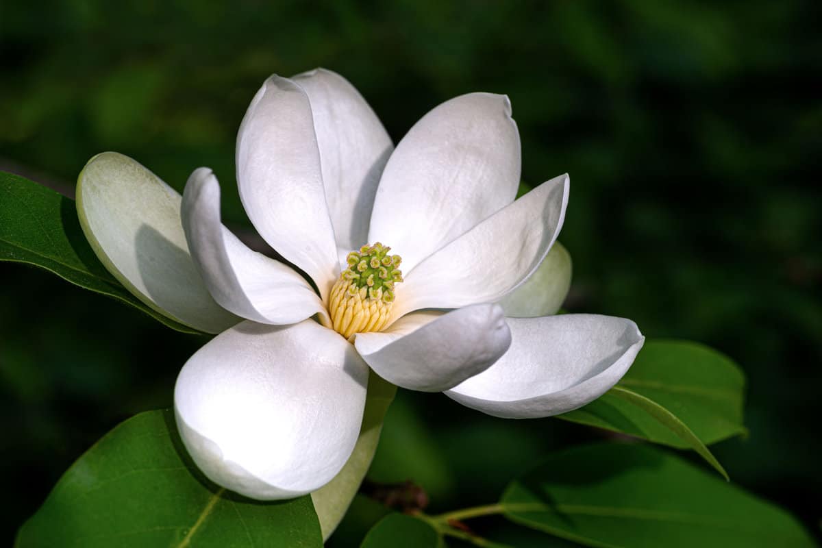 Flower of sweetbay magnolia (Magnolia virginiana), a small tree native to the Atlantic and Gulf coasts of the United States. 