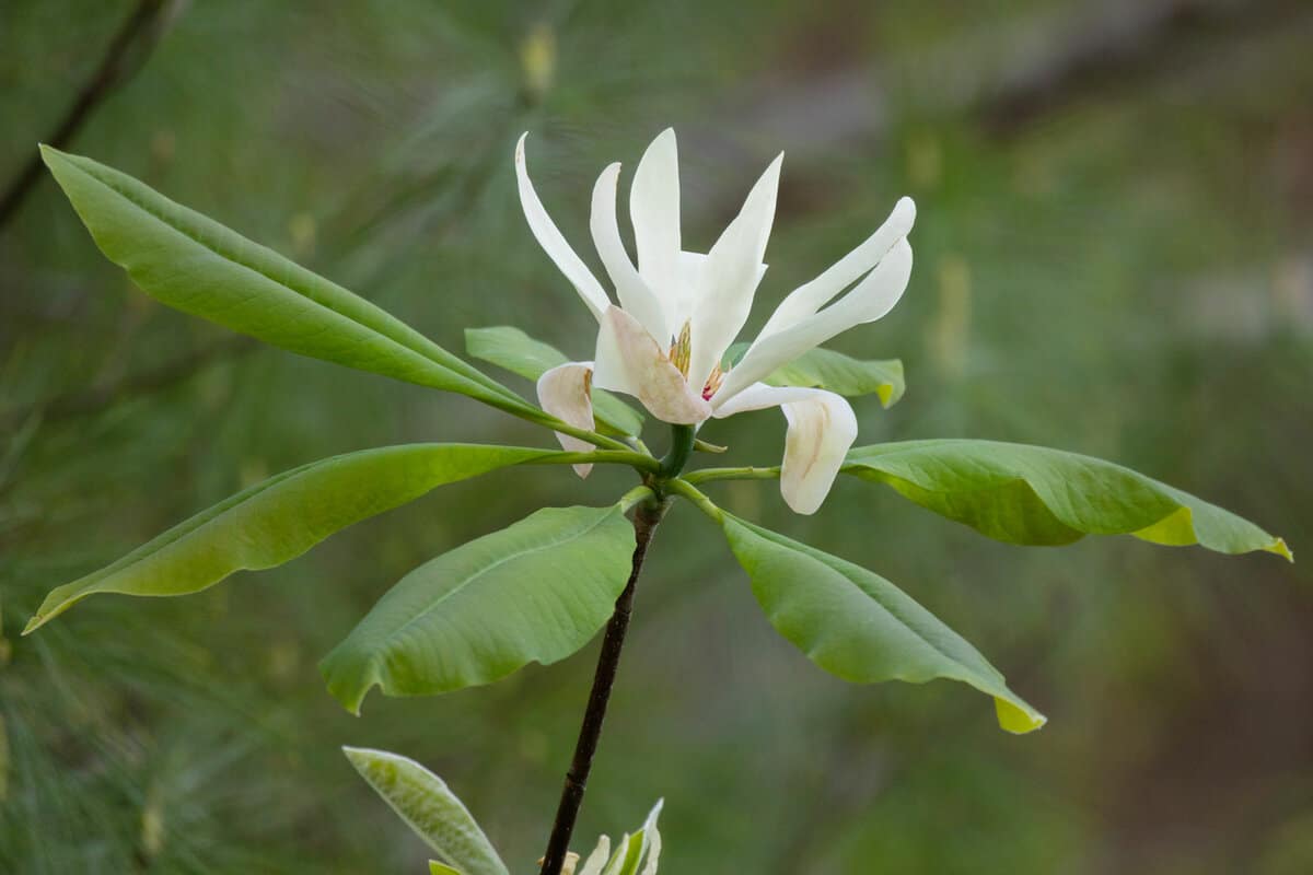 Flowers and leaves of Umbrella Magnolia (Magnolia tripetala) 