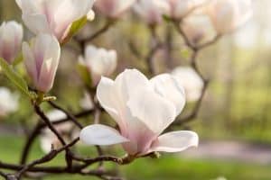 Read more about the article How Fast Do Magnolia Trees Grow?