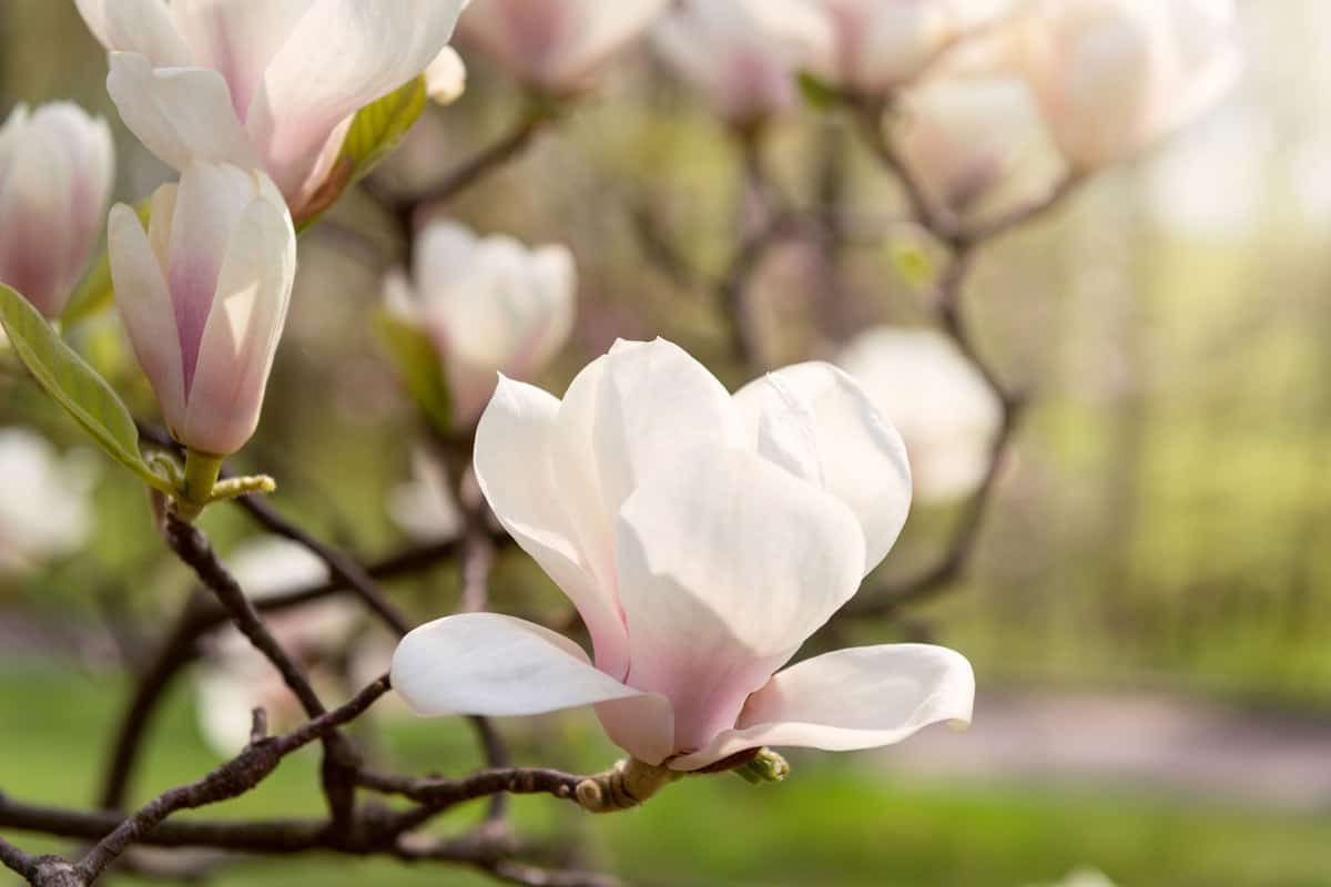 Magnolia flowers blooming perfectly in the hot summer sun, How Fast Do Magnolia Trees Grow?