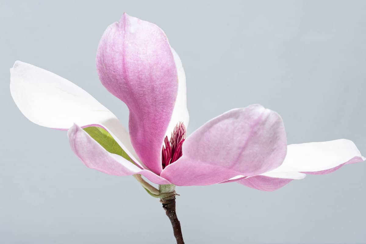 Magnolia liliiflora flower, Lily magnolia flower on gray background, Purple magnolia flower 