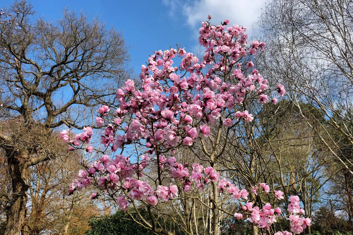 'Magnolia x Soulangeana', or pink saucer magnolia in bloom 