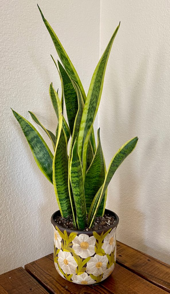 Photo of a snake plant in the corner of a living room