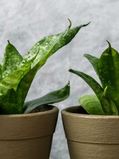 Sansevieria trifasciata or snake plant in pot on old wood home and garden, 14 Best Fertilizers For Snake Plants