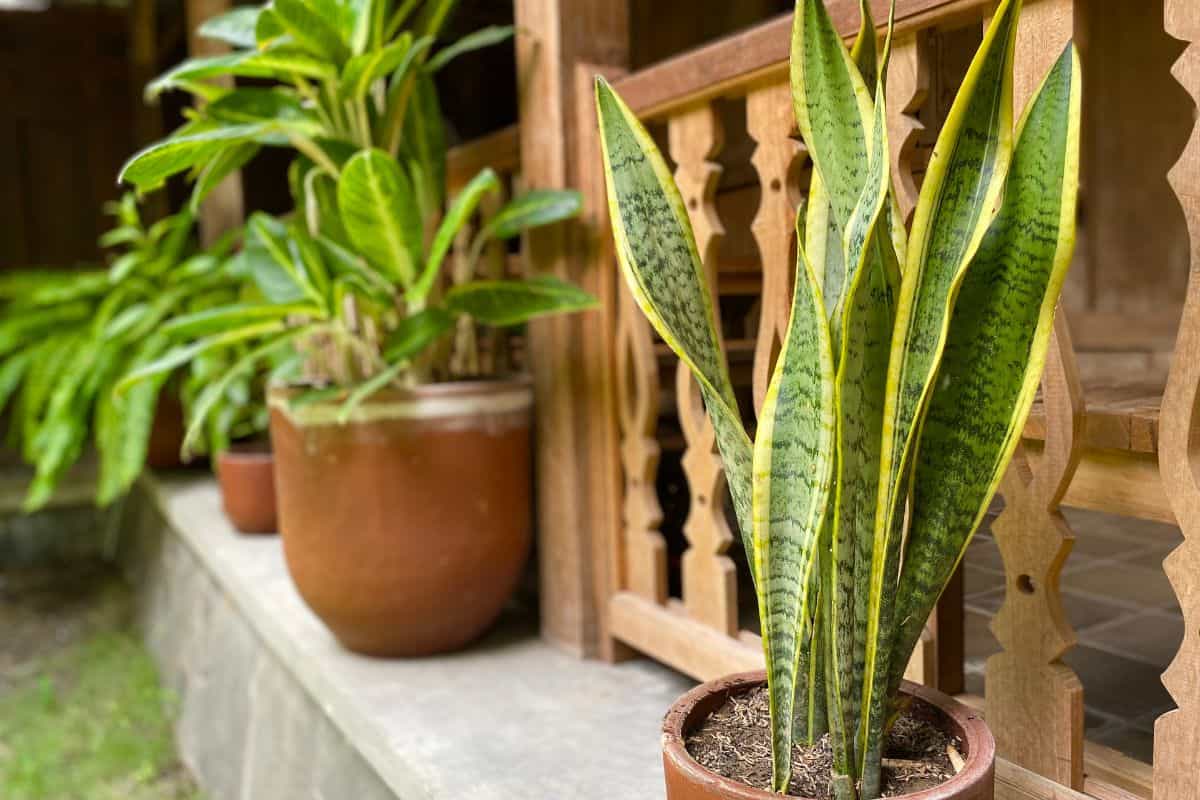 Sansevieria trifasciata or snake plant on terracotta flower pot, Indonesian traditional antique wood fence as background. This succulent is popular as houseplant, indoor decoration, and air purifier.