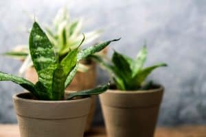 Read more about the article Can A Snake Plant Survive Direct Sunlight?
