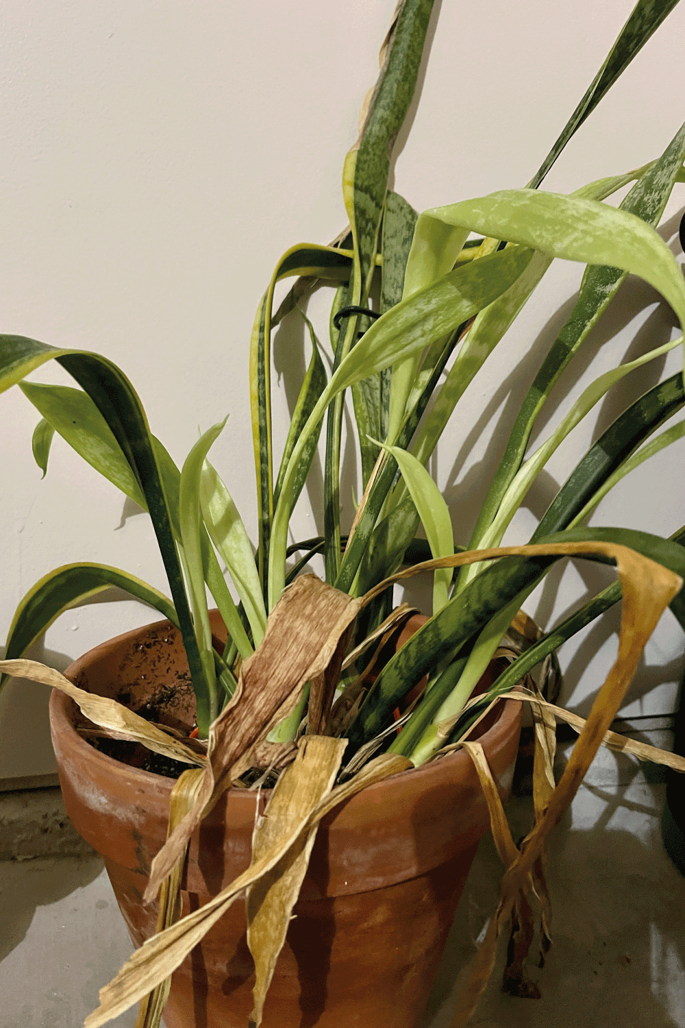 an unhealthy snake plant with wilted and dried leaves, indoor plant, potted snake plant