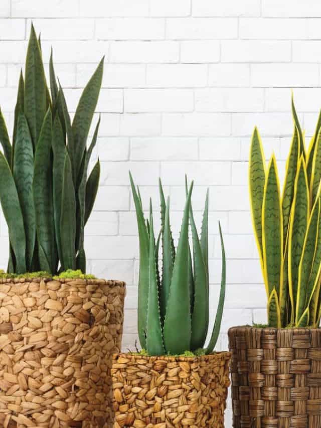 three snake plants on pots inside a white painted home. 5 Common Snake Plant Diseases and Pests