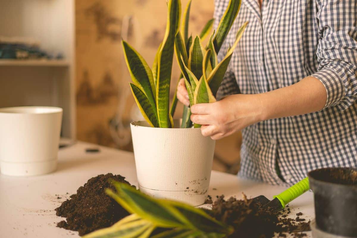 woman hands planting the snake plant in the pot at home. Dracaena trifasciata or succulent tree