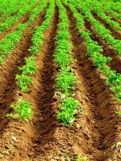 A huge plantation of potatoes