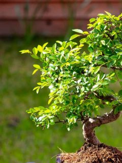 Chinese Elm Bonsai Tree outdoors in the sunshine, Do Chinese Elms Lose Their Leaves?