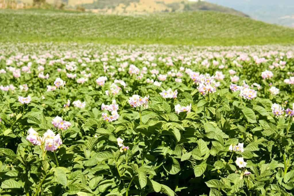 Fields planted with potatoes in bloom