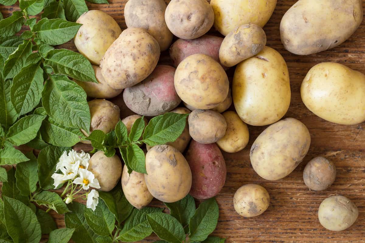 8 Of The Best Fertilizers For Potatoes