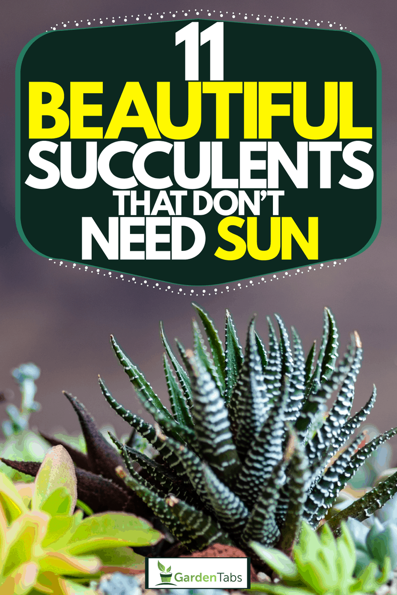 Gorgeous Zebra plants planted on a large pot, 11 Beautiful Succulents That Don't Need Sun