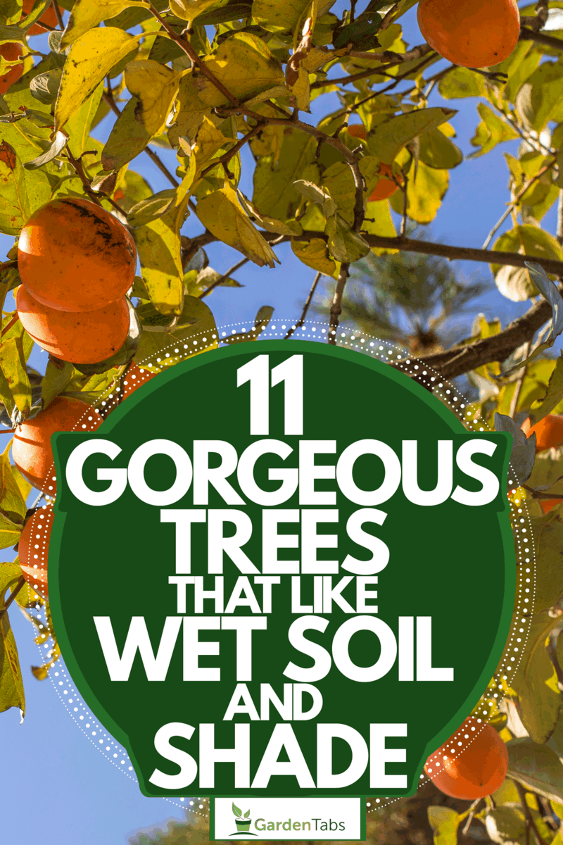 11 Gorgeous Trees That Like Wet Soil And Shade