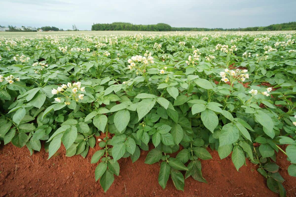 A field of Russet potatoes in full bloom on Prince Edward Island, Canada. Prince Edward is well known for its potato crop and its red soil.