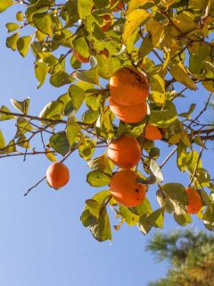 A persimmon tree with ripe fruits in its branches, 11 Gorgeous Trees That Like Wet Soil And Shade