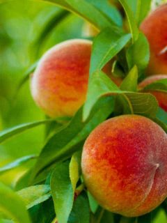 Close up of ripe peaches on a tree, 11 Best Fruit Trees To Grow In Texas