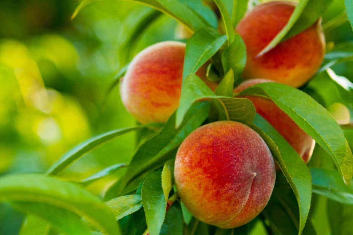 Close up of ripe peaches on a tree, 11 Best Fruit Trees To Grow In Texas