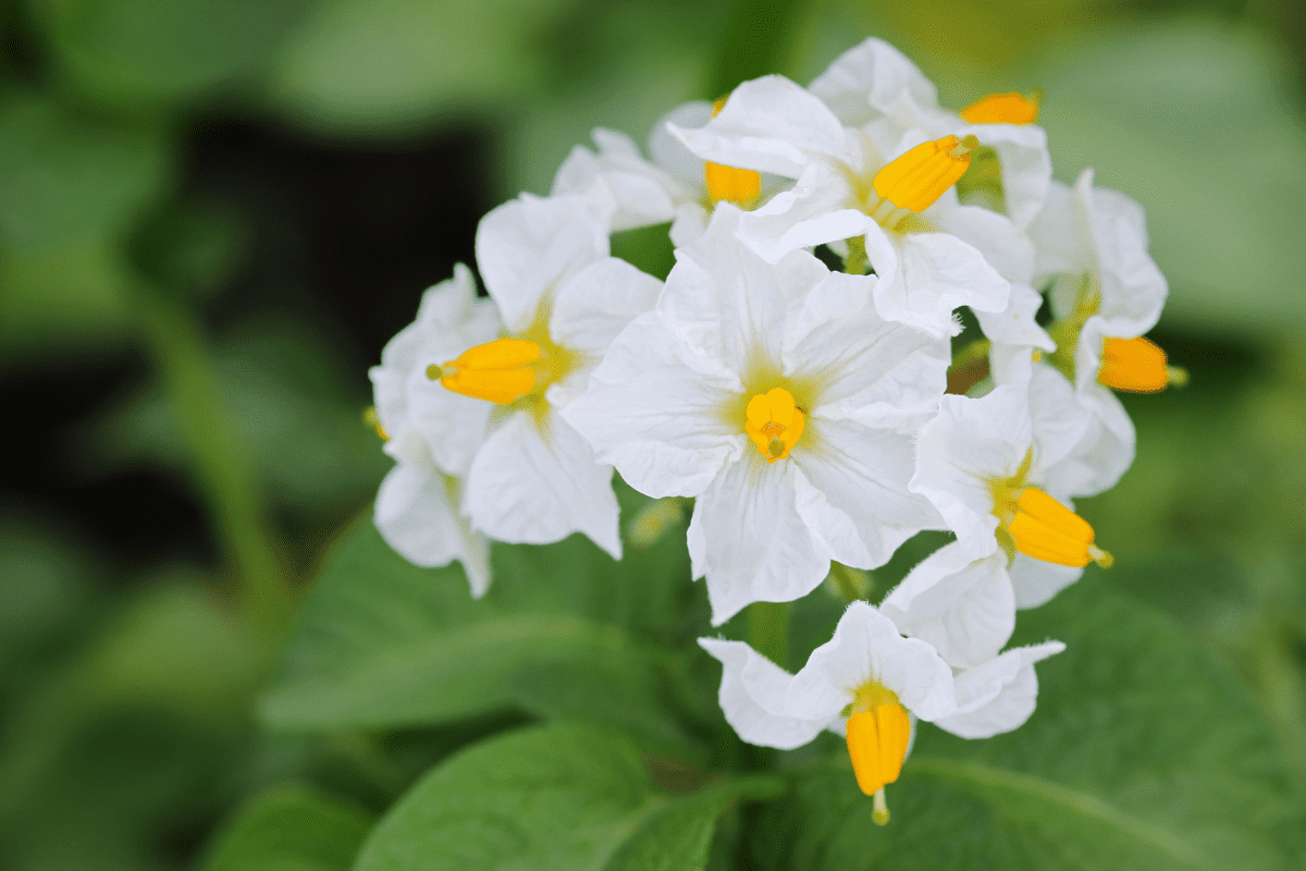 Closeup of Potato white flowers blossoming in the field during summer time