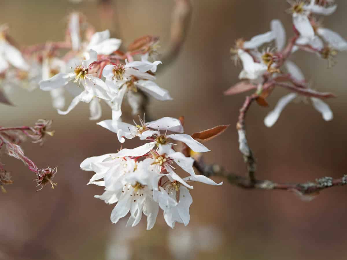 Flowers of a downy serviceberry or common serviceberry tree, Amelanchier arborea
