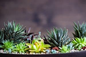 Read more about the article 11 Beautiful Succulents That Don’t Need Sun