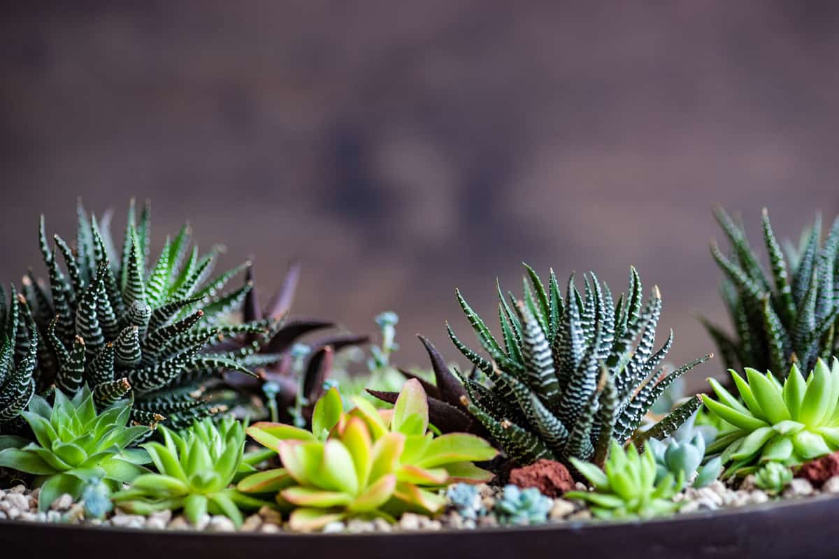 Gorgeous Zebra plants planted on a large pot, 11 Beautiful Succulents That Don't Need Sun