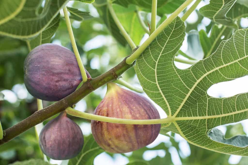 Ripe fig fruits on the tree