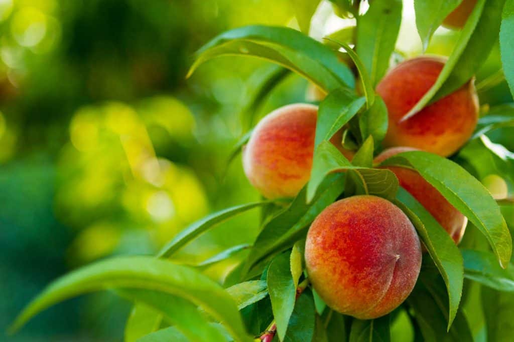 Ripe peaches on a tree