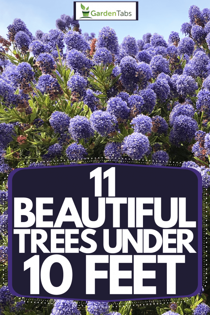 A California Lilac tree growing and blooming wildly, 11 Beautiful Trees Under 10 Feet