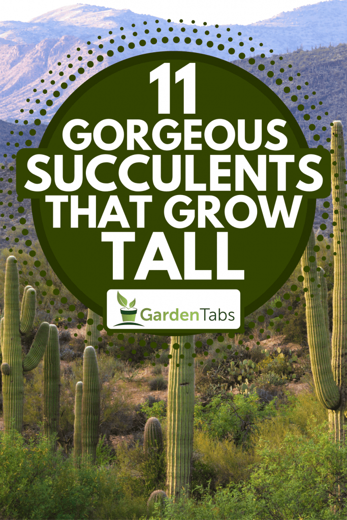 Saguaro cactus on the desert with mountains on the background, 11 Gorgeous Succulents That Grow Tall