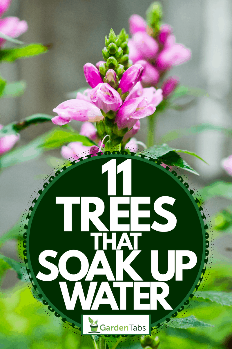 An up close photo of a pink turtlehead photographed in a garden, 11 Trees That Soak Up Water