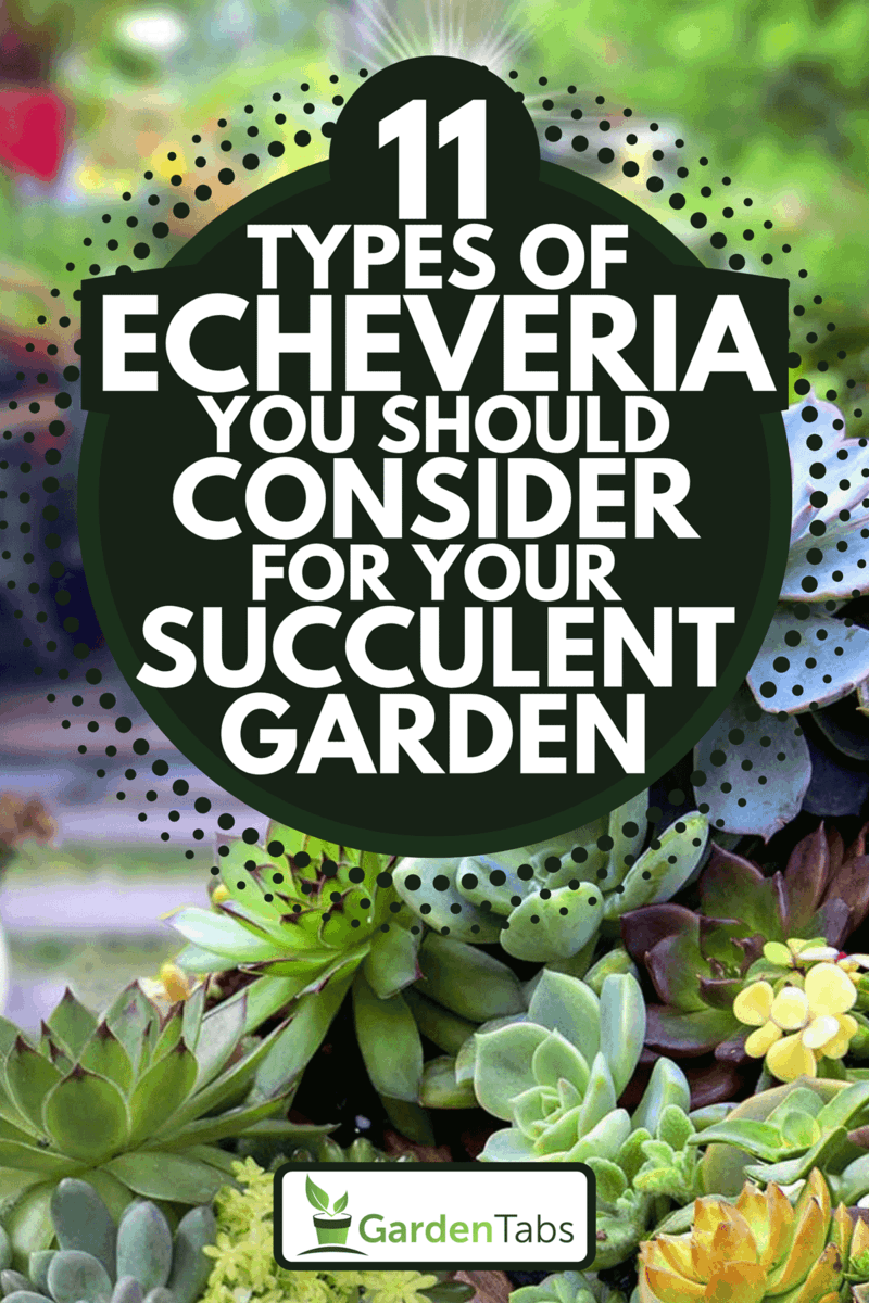 Miniature succulent plants in the garden, 11 Types Of Echeveria You Should Consider For Your Succulent Garden