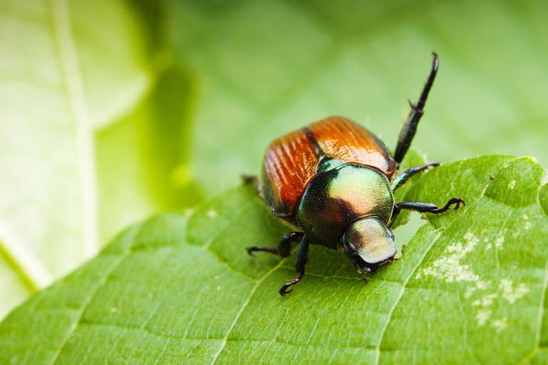 A Japanese beetle feeding on tender green leaves causing crop devastation, How To Get Rid Of Japanese Beetles [An Exploration Of 8 Methods]