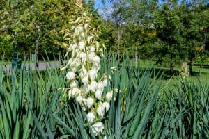 Read more about the article Yucca Not Flowering – What To Do?