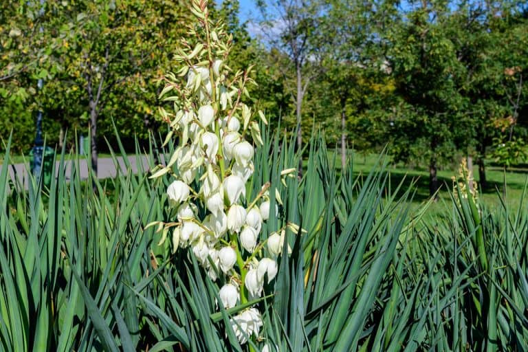 A Yucca plant blooming outside a garden, Yucca Not Flowering - What To Do?