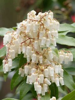 Drooping flowers of the Japanese andromeda photographed on a garden, 15 Best Fast Growing Flowering Shrubs For Shade