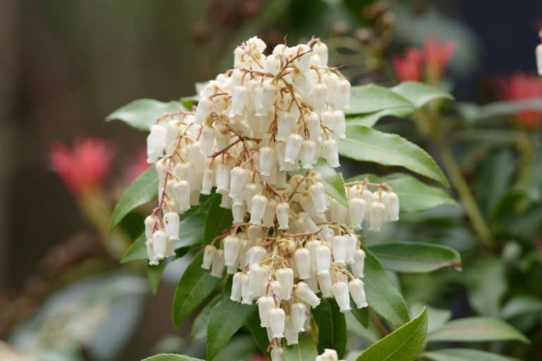 Drooping flowers of the Japanese andromeda photographed on a garden, 15 Best Fast Growing Flowering Shrubs For Shade