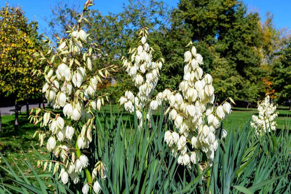 A gorgeous white Yucca plant blooming gorgeous in the garden