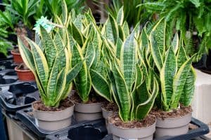 Read more about the article What’s The Best Pot For A Snake Plant?