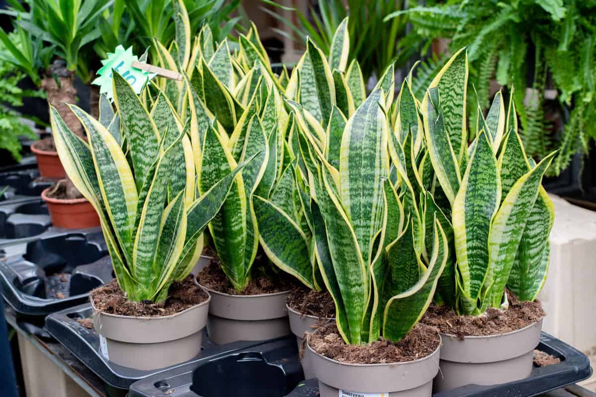 A group of tall gorgeous snake plants planted on gray plastic pots, What's The Best Pot For A Snake Plant?