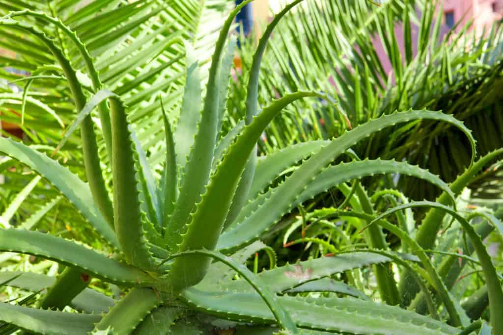 A huge Aloe plant on the back of a garden