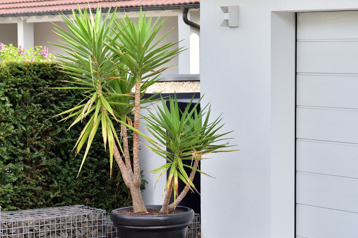 A large yucca plant in a large black pot stands next to a white garage door, How Fast Does A Yucca Grow?