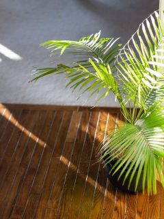 A small Areca palm tree placed on the side of a room near the window, Areca Palm Dying - What To Do?