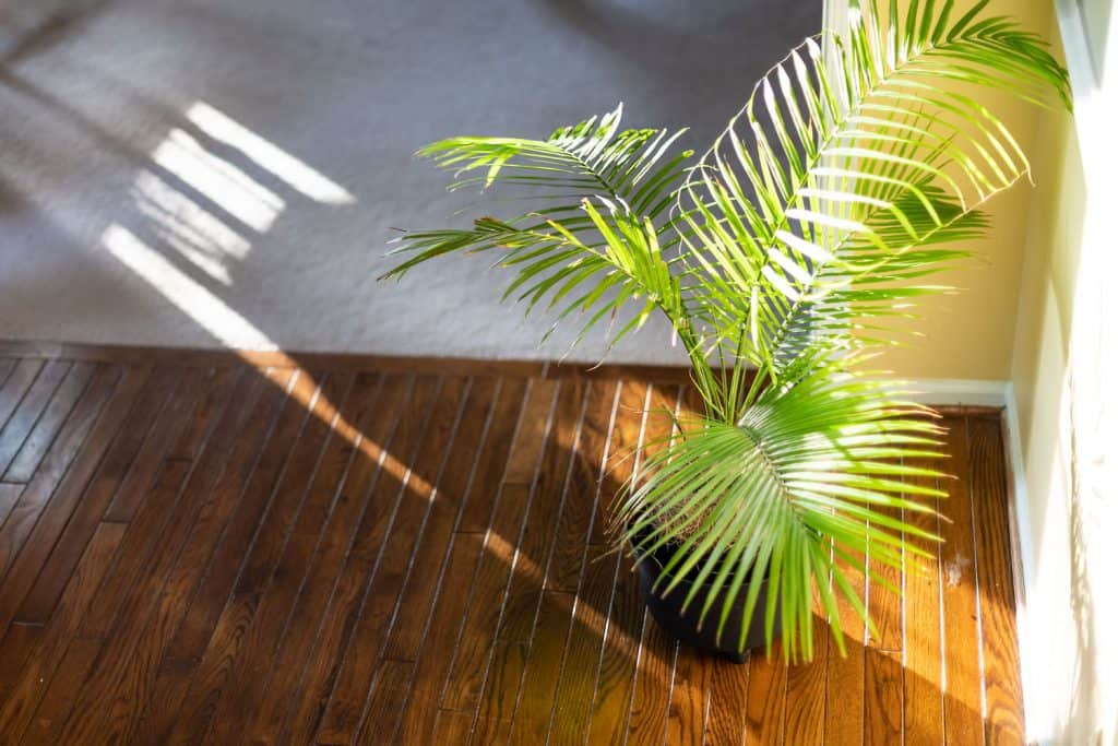 A small Areca palm tree placed on the side of a room near the window