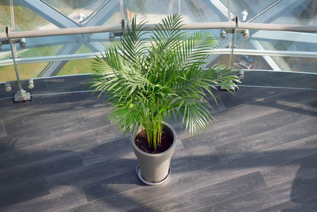 A small areca palm tree planted on a small ceramic pot inside a tall contemporary office
