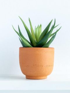 A small aloe plant on the side of a living room planted on a terracotta pot, What's The Best Pot For An Aloe Plant?