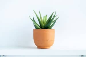 Read more about the article What’s The Best Pot For An Aloe Plant?